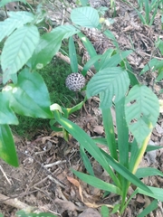 Strobilomyces strobilaceus