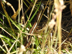 Thamnophis elegans terrestris