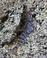 Palaemon serratus