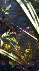 Persicaria decipiens