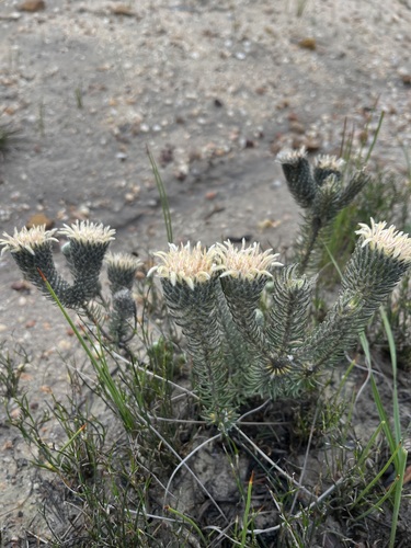 Phylica affinis (Phylica affinis)