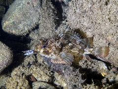 Scorpaena porcus