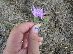 Liatris cymosa