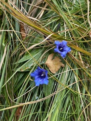 Gentiana asclepiadea
