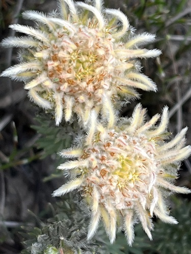Image of Bokkeveld Plumed Hardleaf (Phylica affinis) by (c) Charleen Brunke, some rights reserved (CC BY)