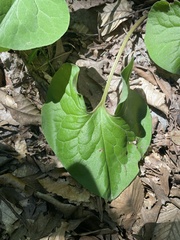 Asarum canadense