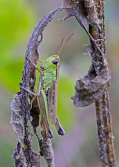 Pseudochorthippus montanus