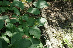 Cornus sanguinea australis