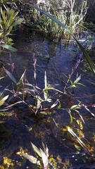 Persicaria decipiens
