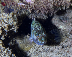 Serranus scriba