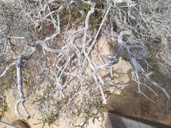 Adenostoma fasciculatum