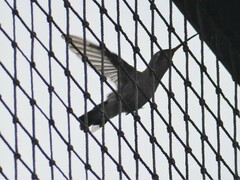 Cynanthus latirostris