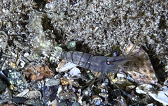 Palaemon serratus