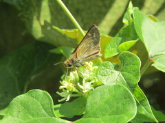 Papilionoidea