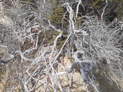 Adenostoma fasciculatum