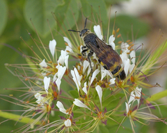 Dielis plumipes