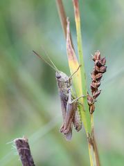 Chorthippus dorsatus
