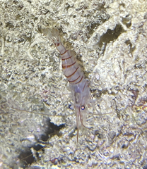 Palaemon serratus