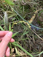 Persicaria hydropiper