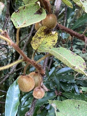 Actinidia setosa