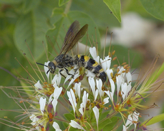 Dielis plumipes