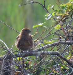 Pipilo erythrophthalmus