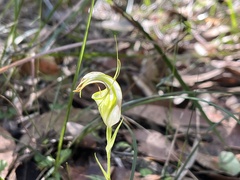 Pterostylis grandiflora