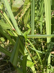 Persicaria hydropiper
