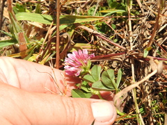 Trifolium wormskioldii