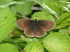 Aphantopus hyperantus