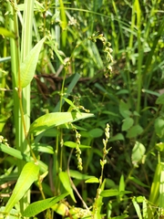 Persicaria hydropiper