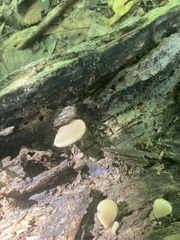 Crepidotus applanatus