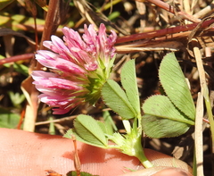 Trifolium wormskioldii
