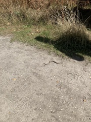 Anguis fragilis