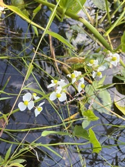 Sagittaria