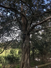 Ficus macrophylla
