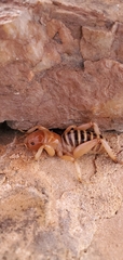 Ammopelmatus