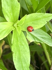 Cycloneda sanguinea