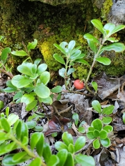 Arctostaphylos uva-ursi