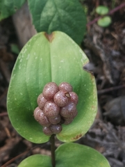 Maianthemum canadense