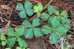 Oxalis tetraphylla
