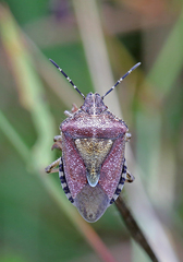 Dolycoris baccarum