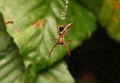 Micrathena sagittata