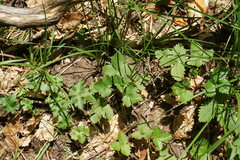 Potentilla micrantha