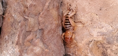 Ammopelmatus