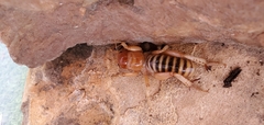 Ammopelmatus