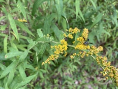 Physocephala tibialis