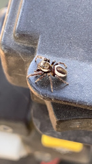 Eris militaris