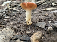 Russulales