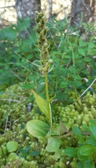 Dactylorhiza viridis